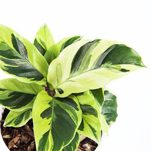 yellow prayer plant Prayer Plant | Yellow Fusion