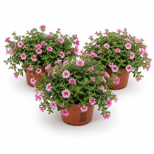 Million Bells | Pink | Outdoor Plant | Outdoor Plants