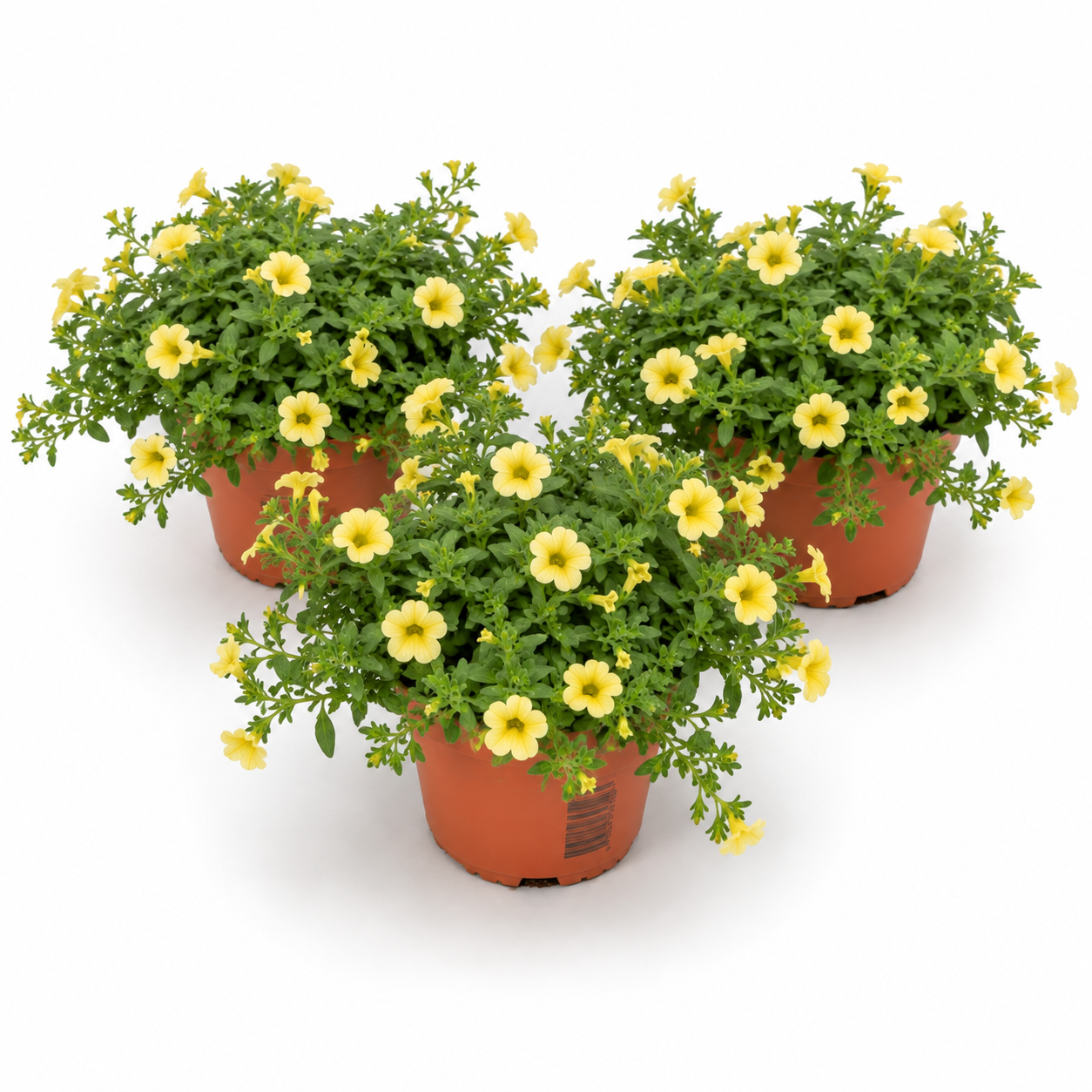 Million Bells | Yellow | Outdoor Plant