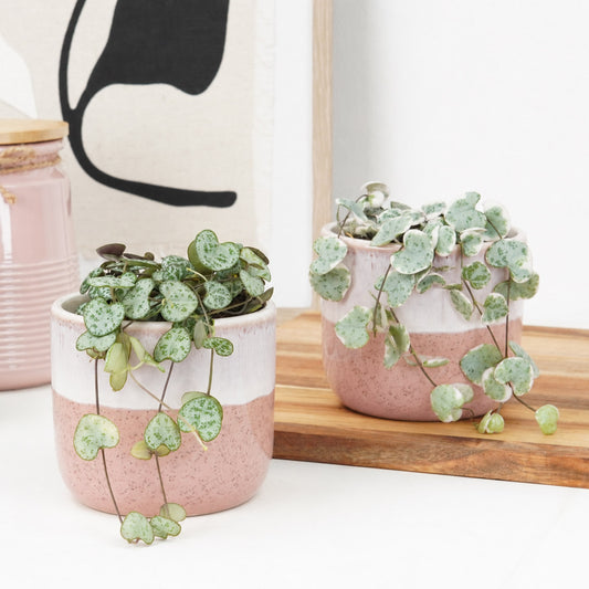Candy Cloud Hearts | Plant Bundle | Indoor Succulent Plants