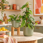 Blue Pothos | Cebu Blue