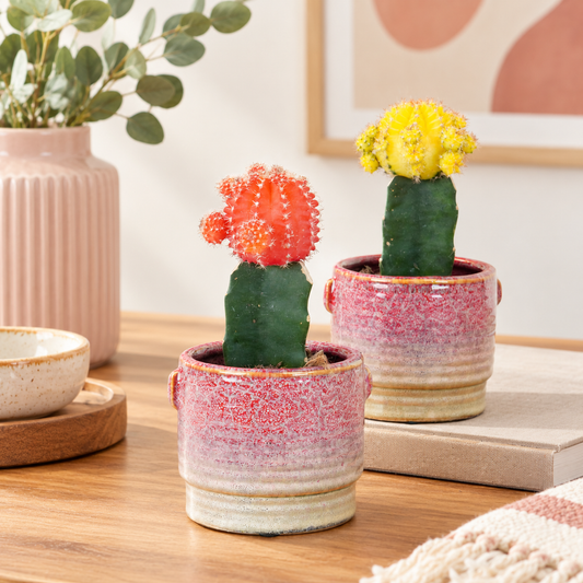 Chin Cactus | Living Room Plants