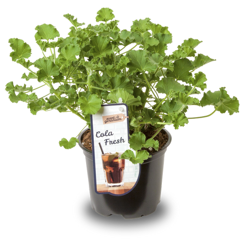 Pelargonium | Fresh & Fruity | Cola