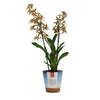 Colmanara Samba Exotica