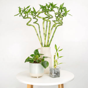 Lunar Blessings | Plant Bundle - Indoor Plant