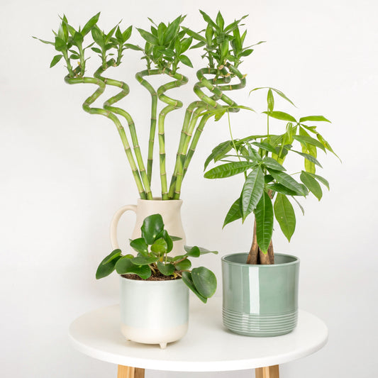 Year Of Good Fortune | Plant Bundle | Indoor Plants On Sale