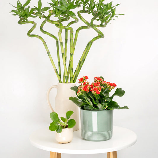 Bloom & Prosper | Plant Bundle | Indoor Plants On Sale