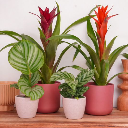 Sunbeam Dreams | Plant Bundle | Houseplant Bundles