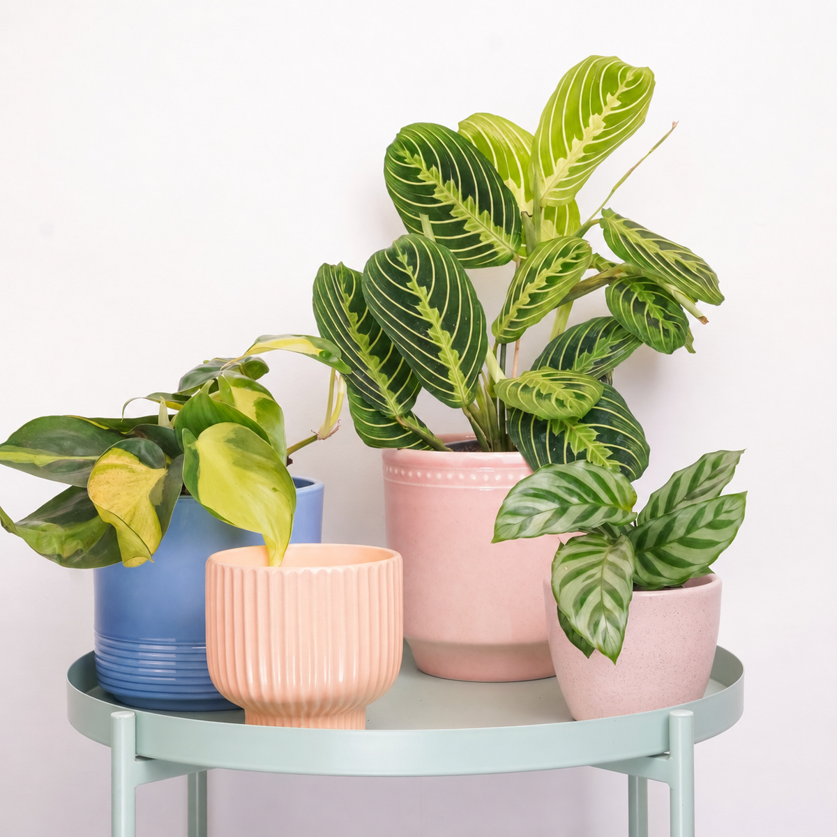 Good Things Are Growing | Plant Bundle