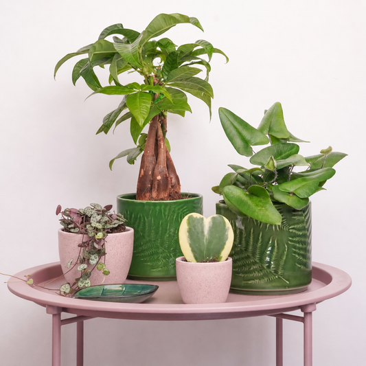 Keep Growing | Plant Bundle | Houseplant Bundles