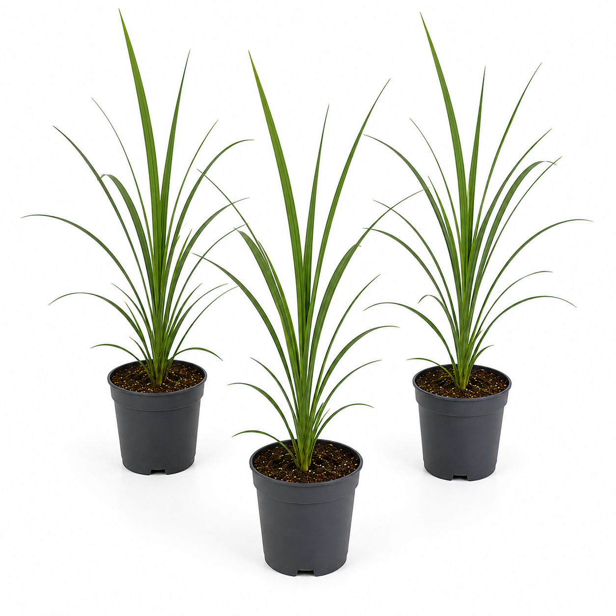 Cordyline Palm | Outdoor Plant