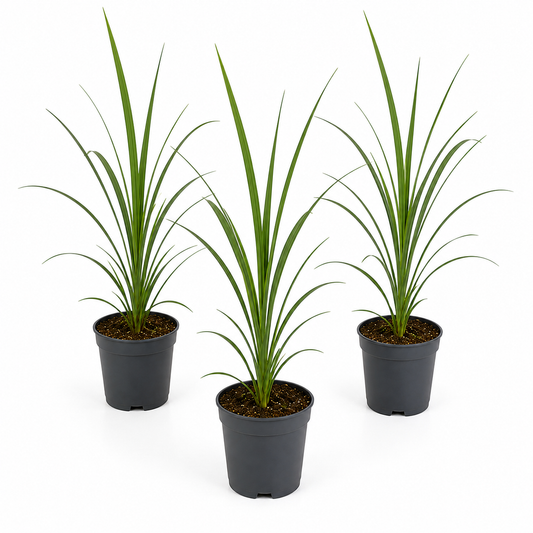 Cordyline Palm | Outdoor Plant | Outdoor Plants