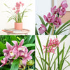 Cymbidium Orchid | Mauve Surprise