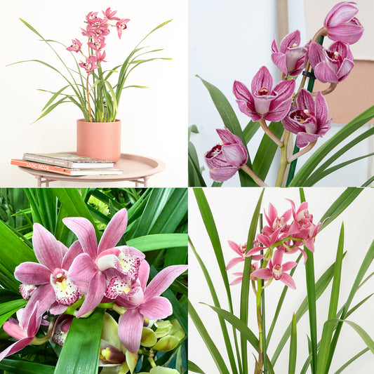Cymbidium Orchid | Mauve Surprise | 