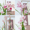 Cymbidium Orchid | Pink Surprise