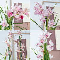 Cymbidium Orchid | Pink Surprise