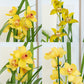 Cymbidium Orchid | Yellow Surprise