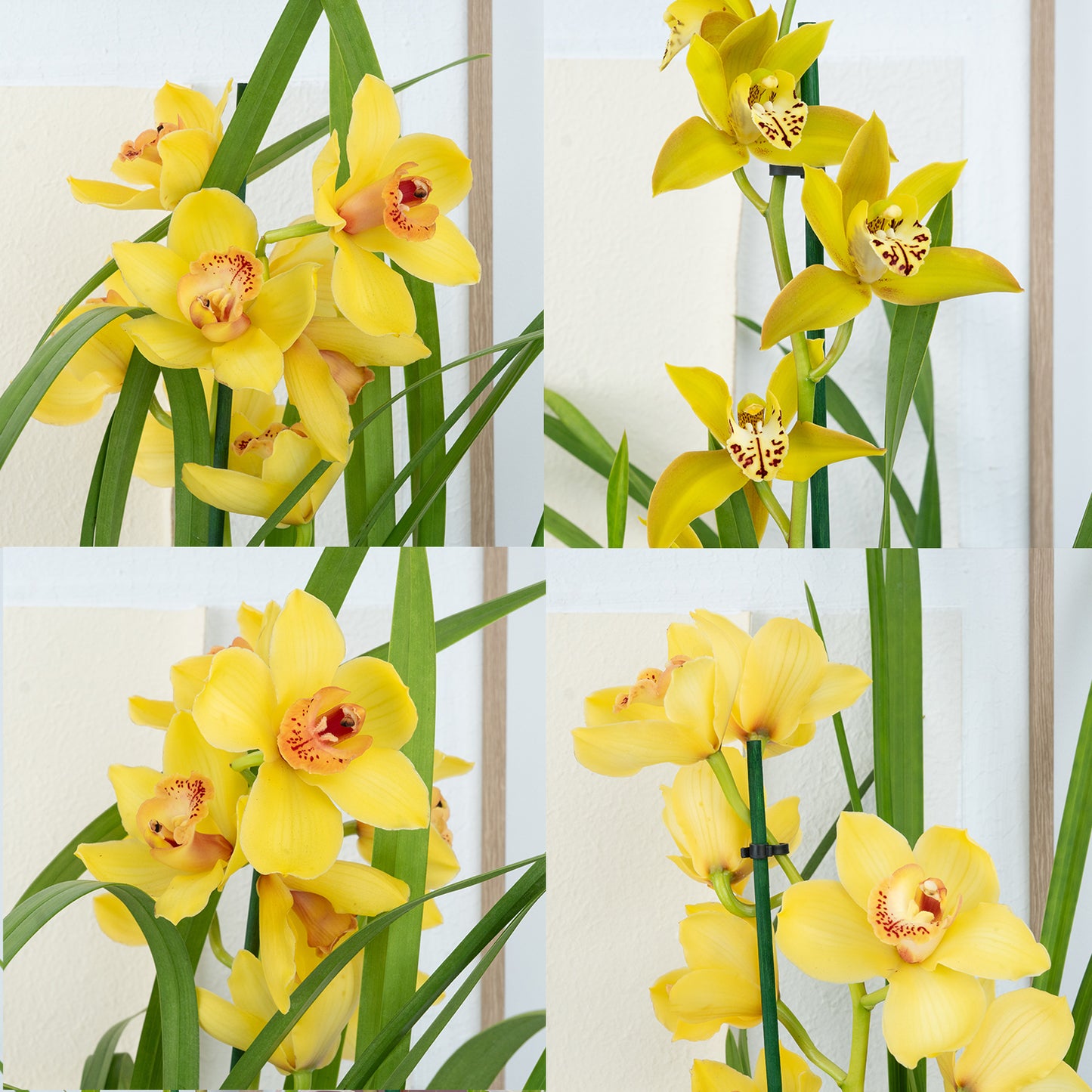 Cymbidium Orchid | Yellow Surprise