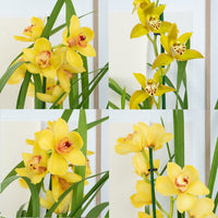 Cymbidium Orchid | Yellow Surprise