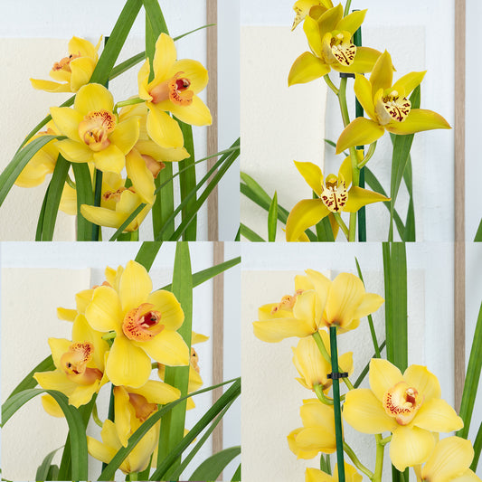 Cymbidium Orchid | Yellow Surprise | 
