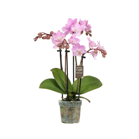 Phalaenopsis Orchid | Sweetie Roze Pink | 