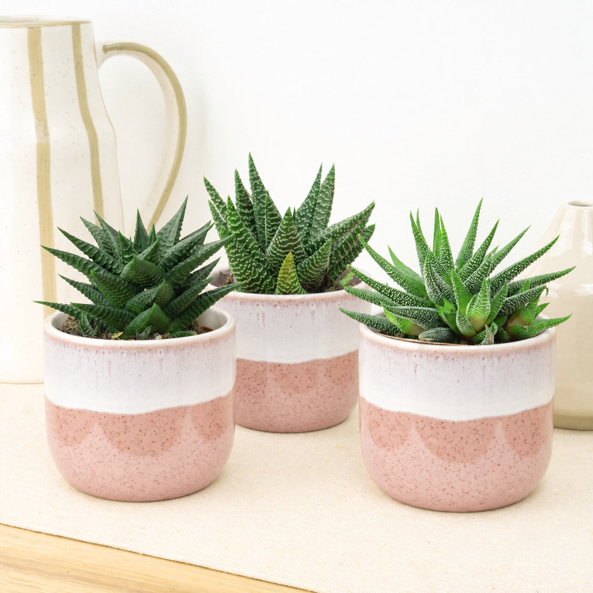 Desk Darlings | Plant Bundle
