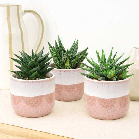 Desk Darlings | Plant Bundle | Indoor Succulent Plants
