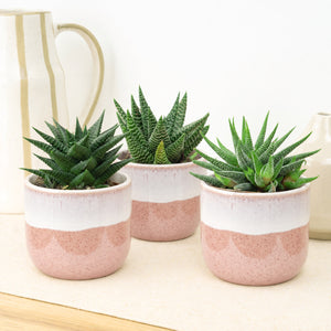 Desk Darlings | Plant Bundle - Indoor Plant