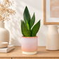 Snake Plant | Black Diamond