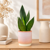 Snake Plant | Black Diamond