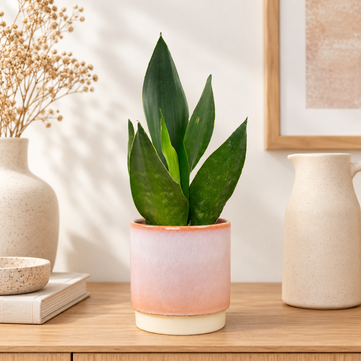 Snake Plant | Black Diamond