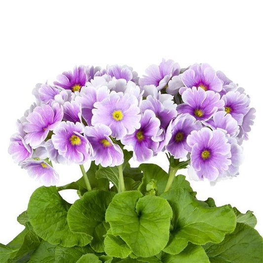 Primula | Touch-me Lilac | Houseplants & Indoor Plants On Sale