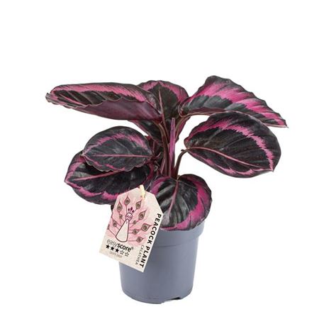 Prayer Plant | Roseo Dottie | Potted Houseplants