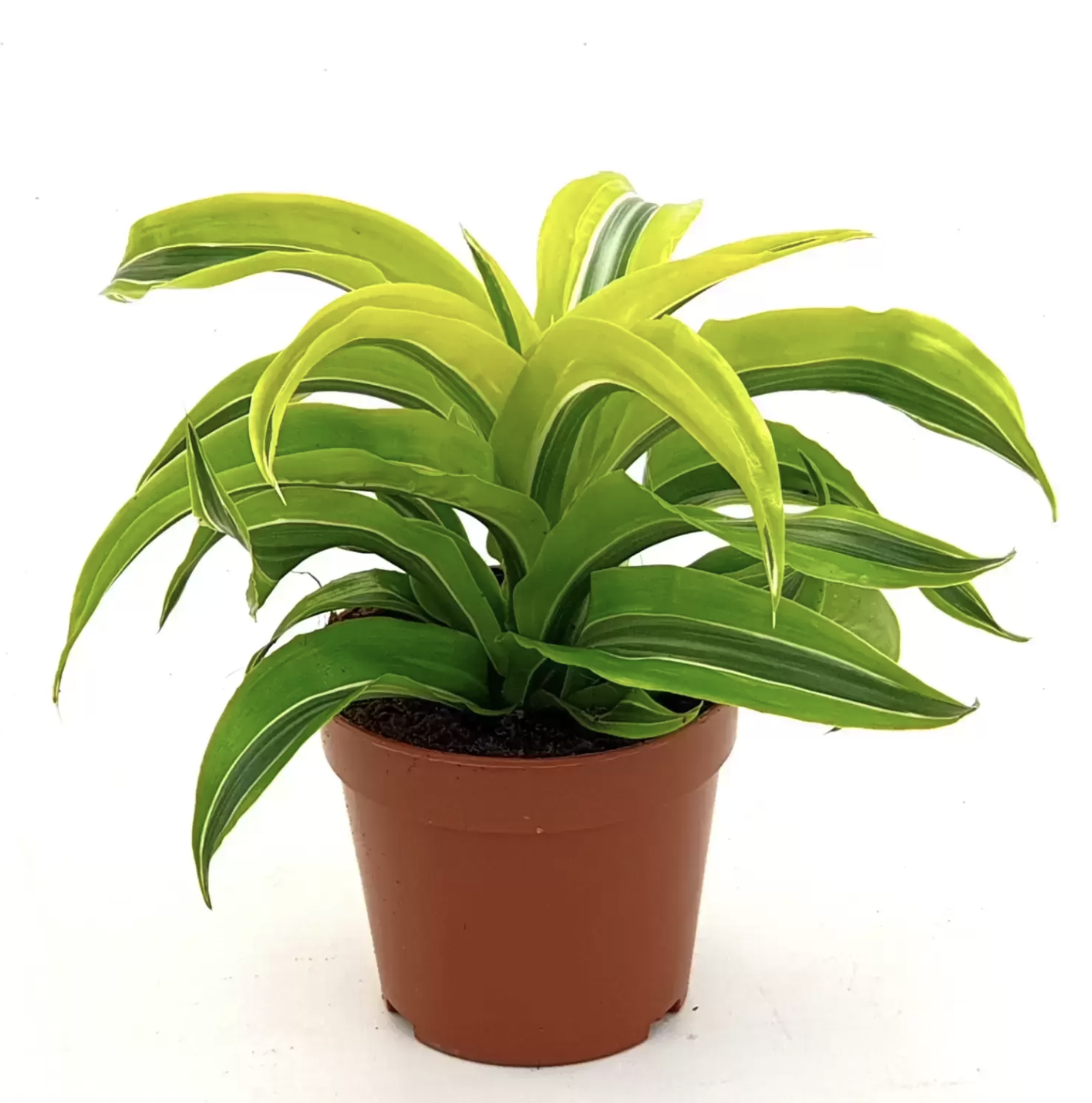 Corn Plant | Lemon Surprise