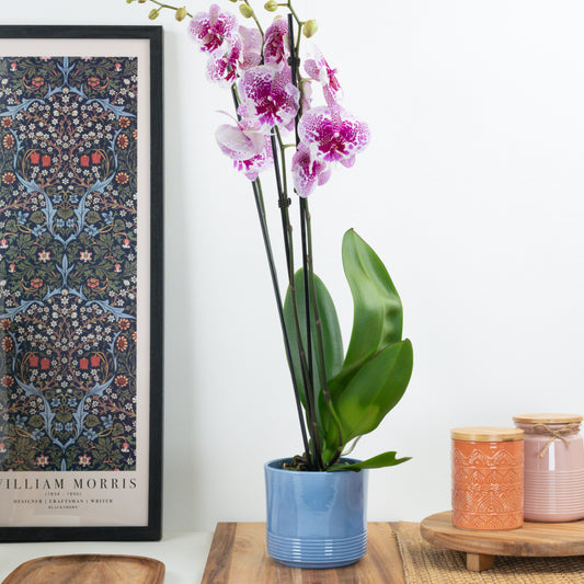 Phalaenopsis Orchid | Dream Glory | Pet Safe Plants