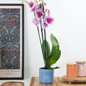 Phalaenopsis Orchid | Dream Glory - Indoor Plant