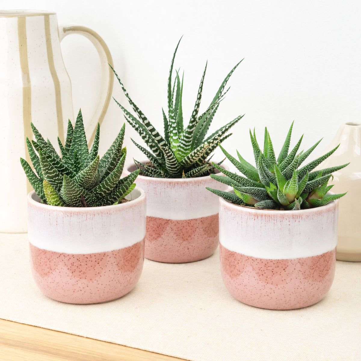 Dreamy Minimal | Plant Bundle