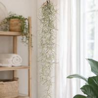 Spanish Moss