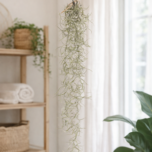 Spanish Moss - Indoor Plant