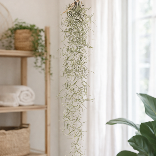 Spanish Moss