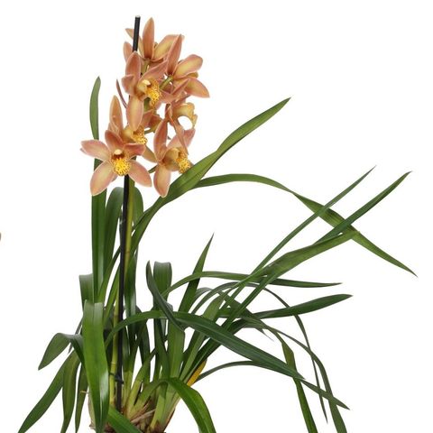 Cymbidium Orchid | Wilhelmina
