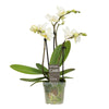Phalaenopsis Orchid | Sweetie White