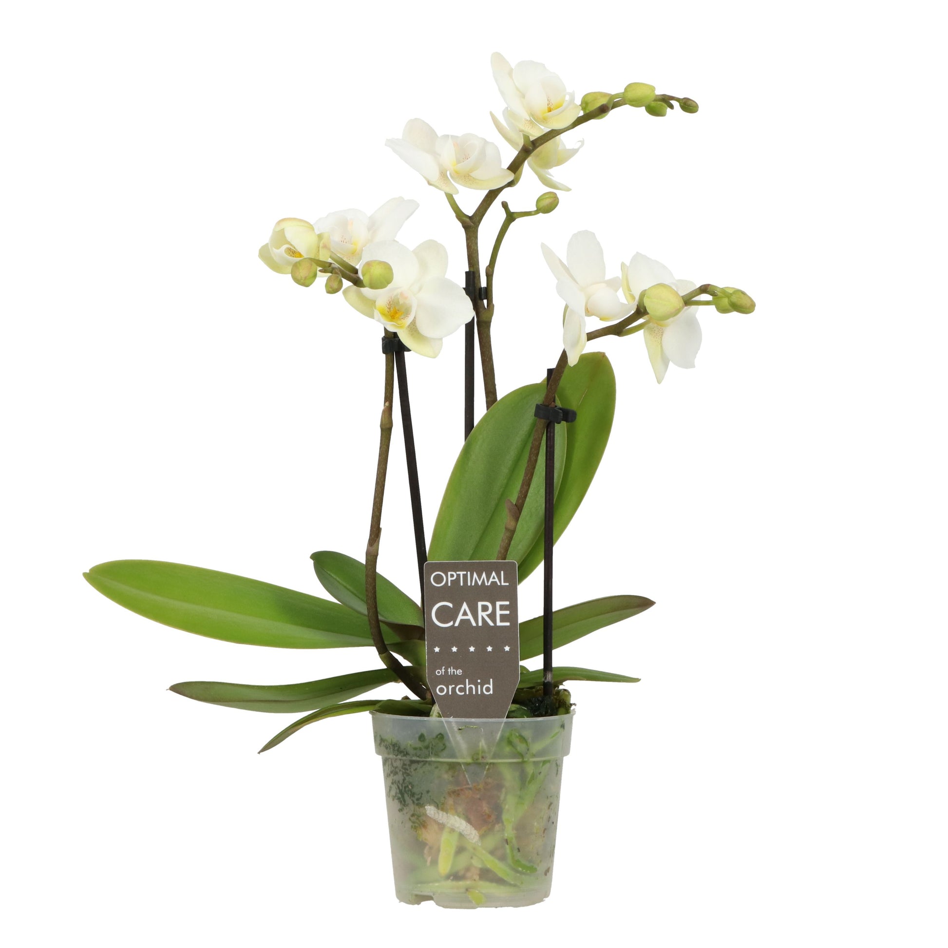Phalaenopsis Orchid | Sweetie White