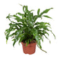 Kangaroo Fern