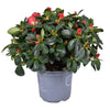 Flowering Azalea | Red