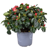 Flowering Azalea | Red
