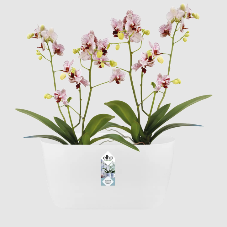 Brussels Duo Orchid Pot | Transparent