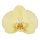 Phalaenopsis Orchid | Golden Coin