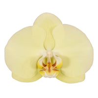 Phalaenopsis Orchid | Golden Coin