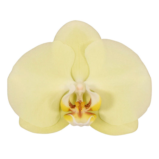 Phalaenopsis Orchid | Golden Coin | Pet Safe Plants